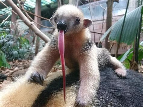 Southern Tamandua