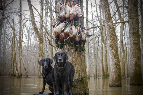 Green Timber Duck Hunting Ar Trips4trade