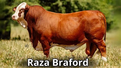 Raza Bovina Braford Un Vistazo Al Origen Y Evoluci N De Esta Raza De