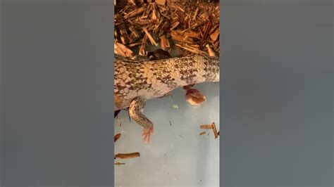 🦎 Blue Tongued Skink Gives Birth 😱 Youtube