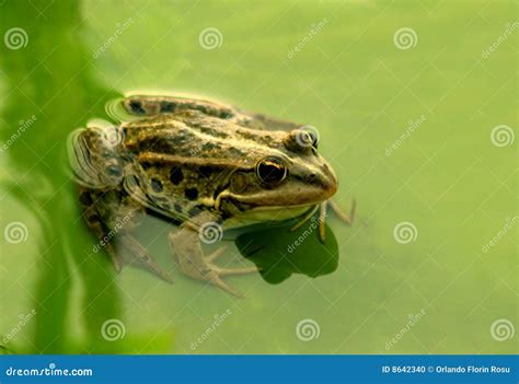 Frog On Green Leaf Stock Photo Image Of Frog Leaf Conservation 8642340