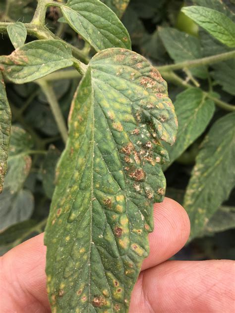 Thrips And Injury On Tomato Leaf — Plant And Pest Advisory