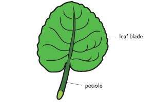 petiole - definition - What is