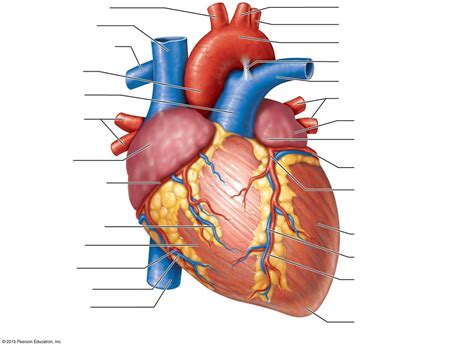 Gross Anatomy Of The Heart Diagram Quizlet