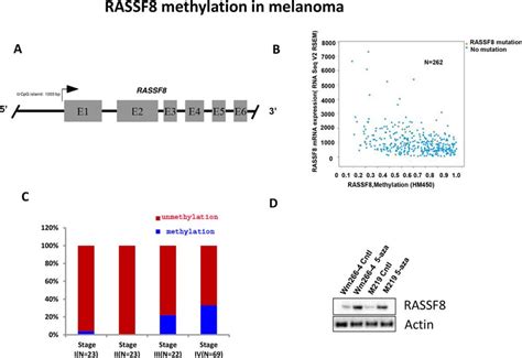 Methylation RASSF8 In Melanoma A The 1203bp CpG Site In The Promoter