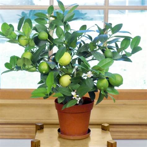 Key Lime Citrus Aurantifolia