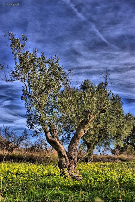 Olivos Olivos Almendros Y Algarrobos Son Los Tres Tipicos Arboles De