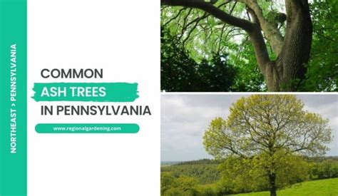 6 Common Nut Trees In Pennsylvania Photos Identification Regional