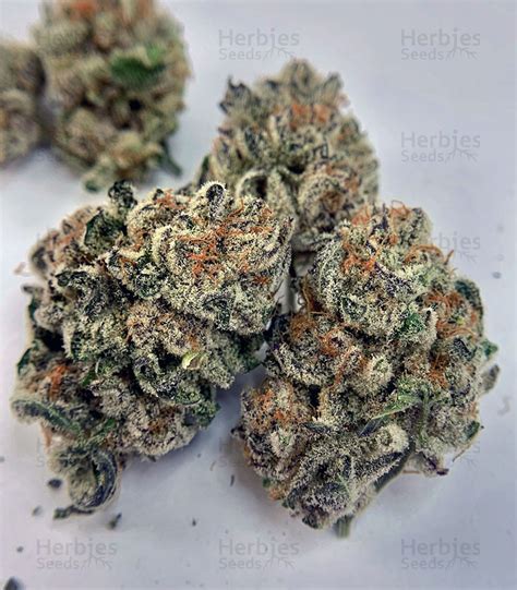 Purple Punch Feminized Seeds For Sale By Seedstockers Herbies Seeds