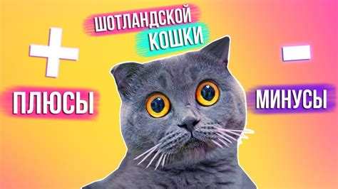 ПЛЮСЫ И МИНУСЫ ШОТЛАНДСКОЙ КОШКИ - YouTube