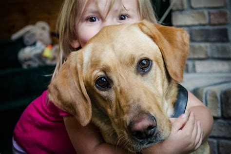 Mika the Labrador Retriever: A Gun Dog's Life in Photos - Gun Dog