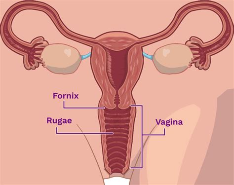 Vaginal Rugae Diagram