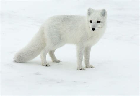 Renard Polaire