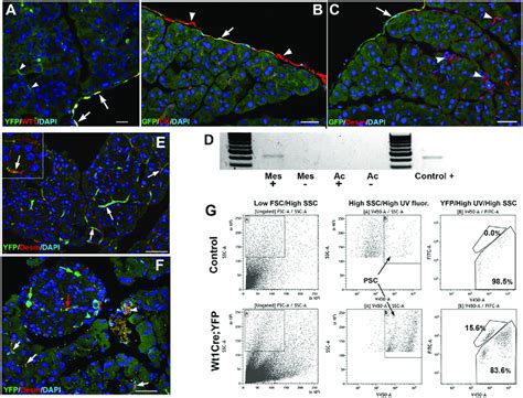 Wt1 Expression And Wt1 Lineage Cells In Adult Pancreas A Wt1 Cre