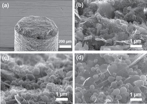 Sem Images Of The Cnt Paste Emitter A Cnt Emitter Tip On The