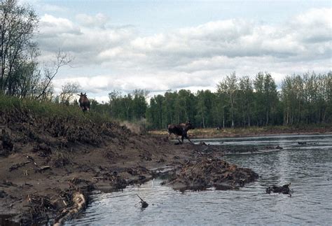 Nowitna River | ALASKA.ORG