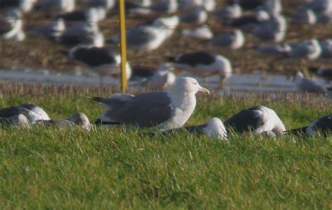 Cambridgeshire Bird Club Gallery Caspian Gull