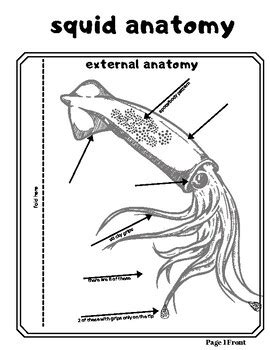 Internal Squid Anatomy Anatomical Charts Posters