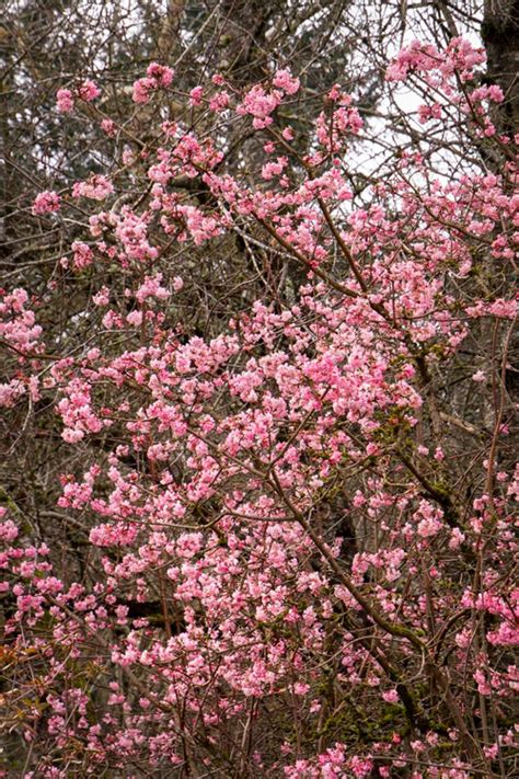 Buy Pink Dawn Fragrant Viburnum Free Shipping Wilson Bros Gardens