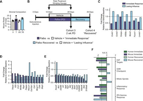 Palbociclib Pd Impacts Gene Expression In Mouse Stromal Cells With A