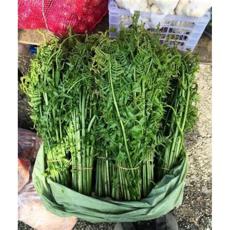 Jual Sayur Pakis Ikat Sayuran Segar Shopee Indonesia