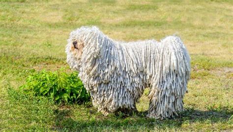 Puli Dog Breed Profile – Top Dog Tips