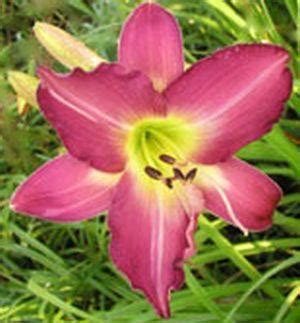 Daylily Hemerocallis Lavender Sensation In The Daylilies Database