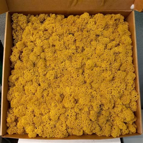 Mahovina žuta 1 Kg