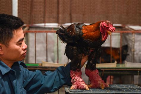 Giant Legs Of Vietnams Dragon Chicken A Lunar New Year Delicacy