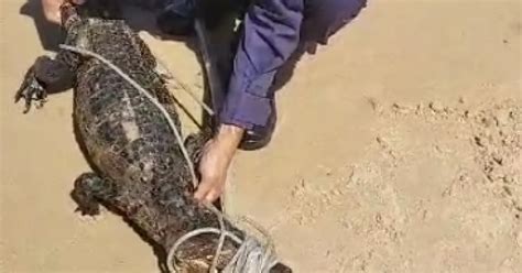 Vídeo jacaré anão decide curtir feriado em praia e assusta banhistas