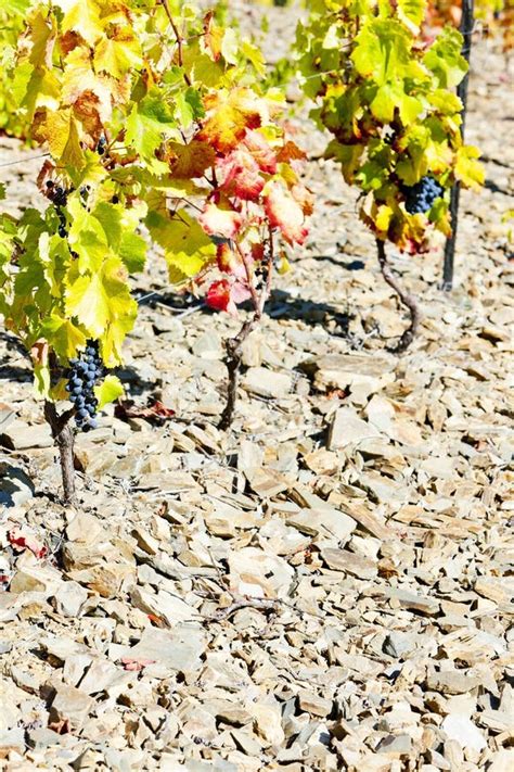 Red Grapes In Vineyard Douro Valley Portugal Stock Photo Image Of