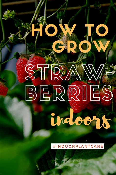 Growing Strawberries Indoors Artofit