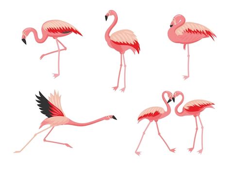 Premium Vector Flamingo Bird Cartoon Illustration Set Pink Bird Flying Standing Eating