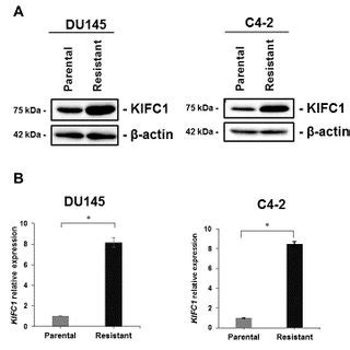 CW069 Re Sensitizes DTX Resistant Cell Lines To Docetaxel DTX