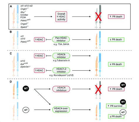 The Role Of HDACs In Photoreceptor Degeneration A A Seminal Study