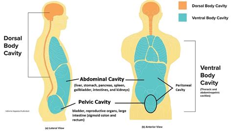 Body Cavities And Membranes Anatomy And Physiology Notes