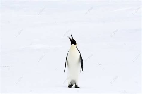 Emperor Penguin Aptenodytes Forsteri Antarctica Emperor Cold Photo