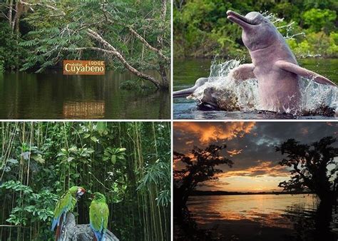 Flora y fauna de la reserva ecológica de producción faunística cuyabeno