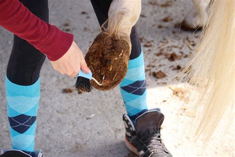 Horse Hoof Care | Performance Footing