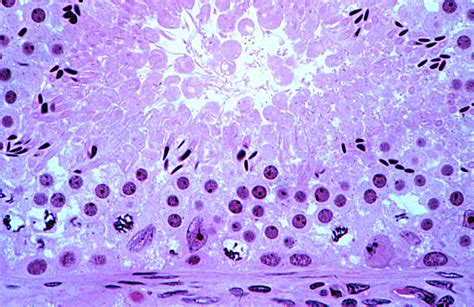 HLS Male Reproductive System Testis Sertoli Cells HIGH MAG