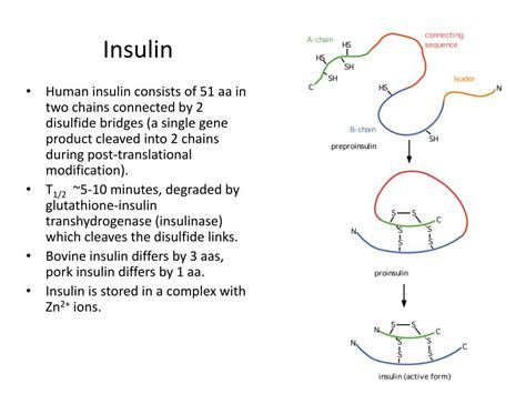 Ppt Anti Diabetic Drugs Powerpoint Presentation Free Download Id 5650174