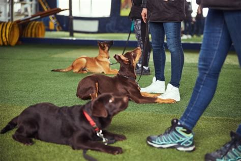 Como educar seu Cão 9 Exercícios de treinamento canino Blog