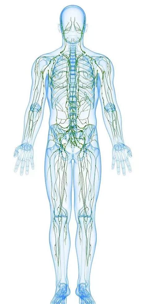 淋巴結腫大得了淋巴癌？別擔心，多半是患上這2種腫瘤 每日頭條