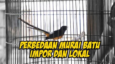 Cara Membedakan Murai Batu Ekor Panjang Impor Dan Lokal Youtube