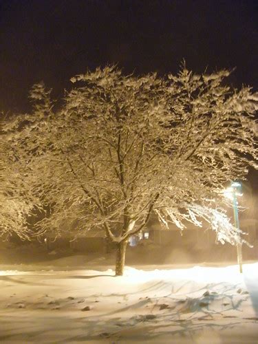 Tree In Snow Storm Stanley Zimny Thank You For Million Views