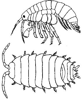 Isopod Behavior - BIOLOGY JUNCTION