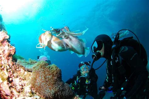 Scuba Diving In Mauritius Best Diving Sites In Mauritius