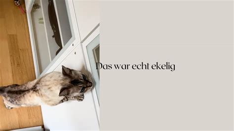 Das War Echt Ekelig Katze Miau Katzenaufyoutube Youtube