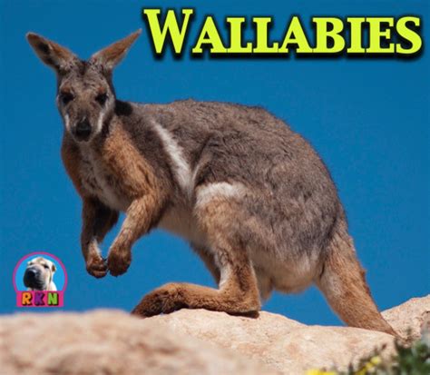 Wallaby Powerpoint And Activities Elementary School Science Animal