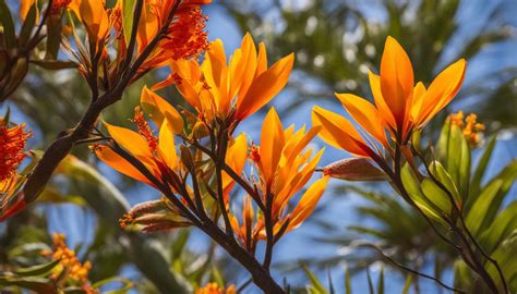 Mexican Bird Of Paradise Tree Care Guide